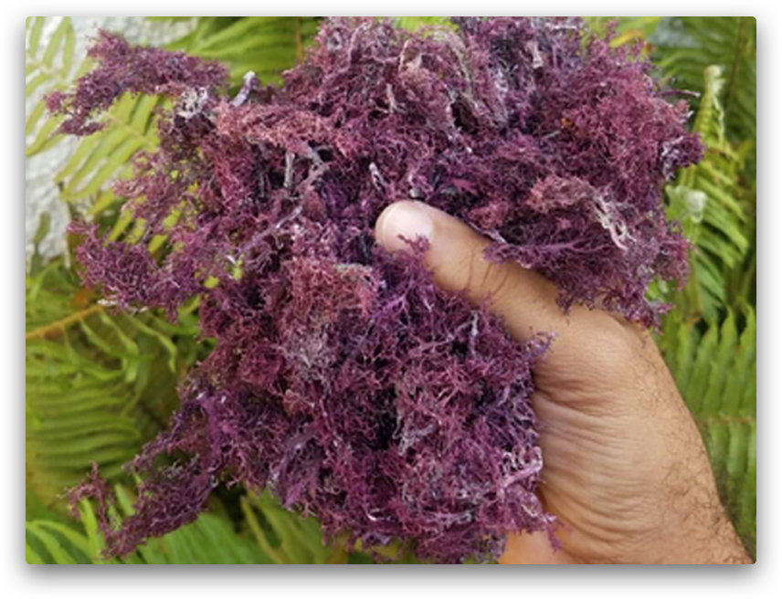 The Wonders of Sea&nbsp;Moss